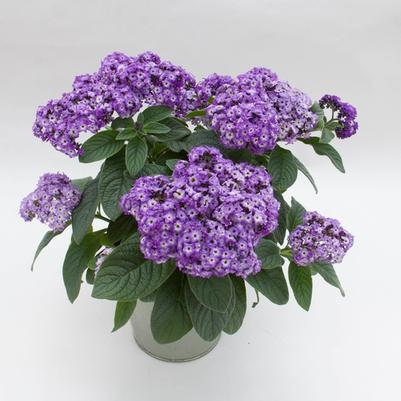 Heliotropium arborescens Marino™ Blue