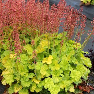 Heuchera Northern Exposure™ Lime