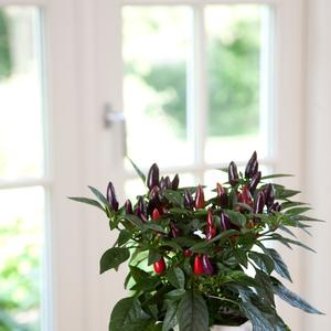 Capsicum annuum Acapulco® Purple