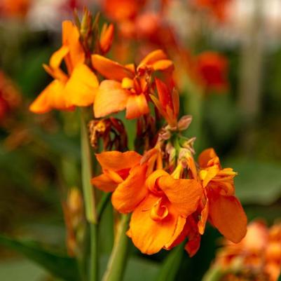 Canna x generalis Cannova® Orange Shades