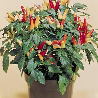 Capsicum annuum Red Missle