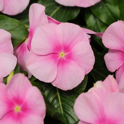 Catharanthus roseus Titan™ Icy Pink