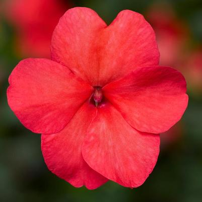 Impatiens walleriana Imara™ XDR Salmon Shades