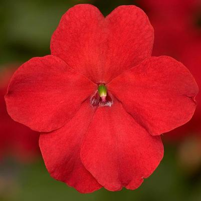 Impatiens walleriana Imara™ XDR Red