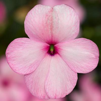 Impatiens walleriana Imara™ XDR Pink