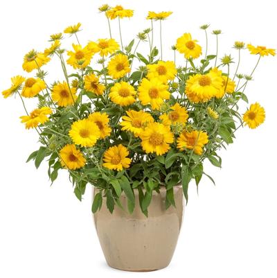 Gaillardia Heat it Up™ Yellow