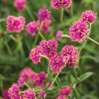 Gomphrena pulchella Truffula™ Pink