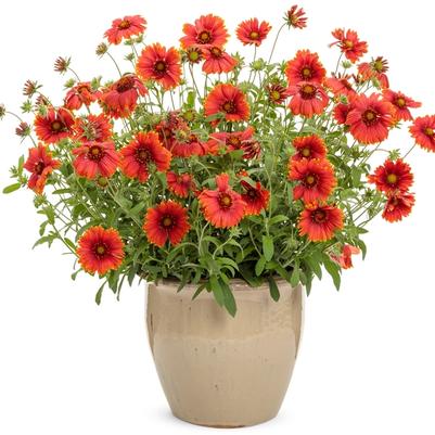 Gaillardia Heat it Up™ Scarlet