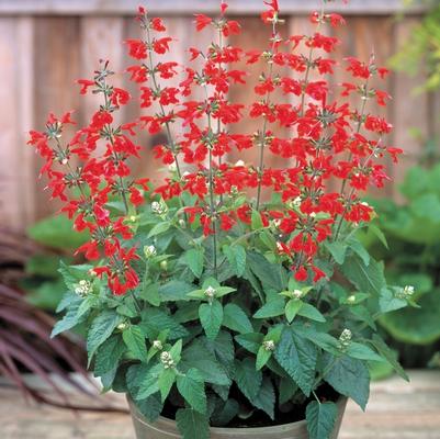 Salvia coccinea Summer Jewel™ Red 