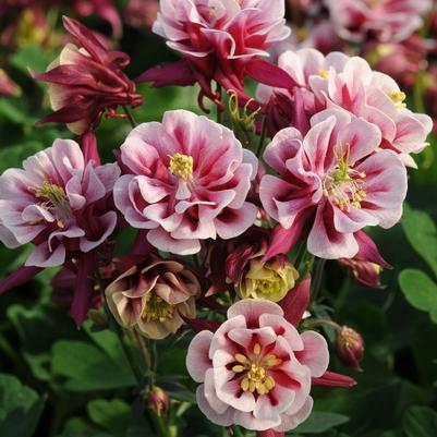 Aquilegia vulgaris Winky Double Red & White