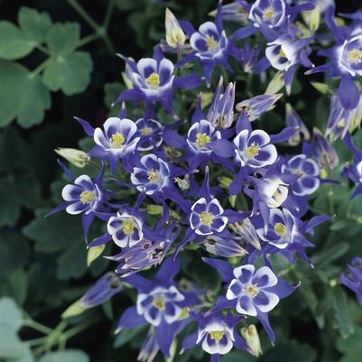 Aquilegia vulgaris Winky Blue & White