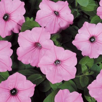 Petunia Supertunia Vista® Bubblegum®