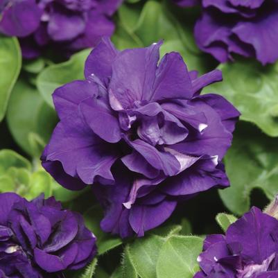 Petunia Double Madness™ Blue