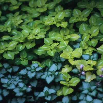 Lamium maculatum Pink Pewter