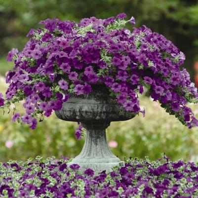 Petunia Easy Wave® Blue