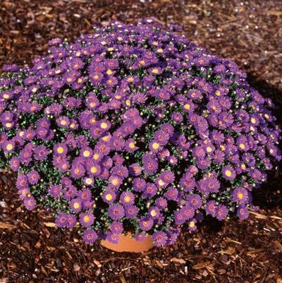 Aster novi-belgii Believer™ Purple