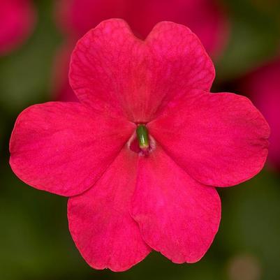 Impatiens walleriana Imara™ XDR Rose