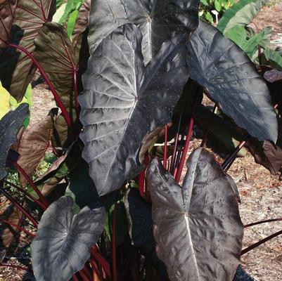 Colocasia esculenta Royal Hawaiian® Diamond Head