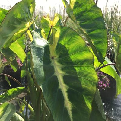 Colocasia esculenta Royal Hawaiian® Maui Sunrise