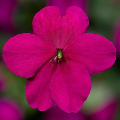 Impatiens walleriana Imara™ XDR Purple Imp