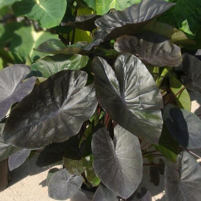 Colocasia esculenta Royal Hawaiian® Kona Coffee