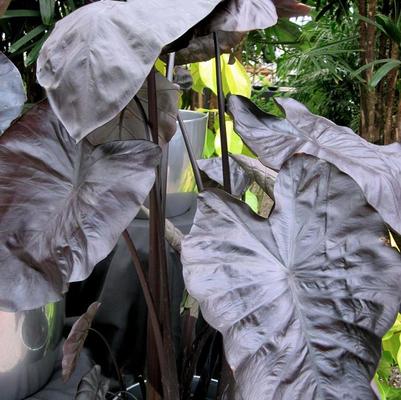 Colocasia esculenta Royal Hawaiian® Black Coral