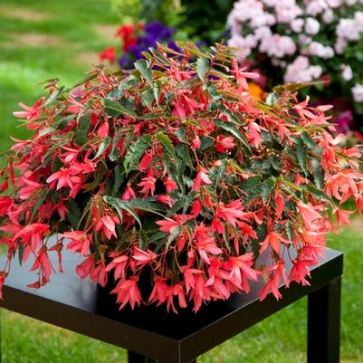 Begonia boliviensis Bossa Nova® Pink Glow