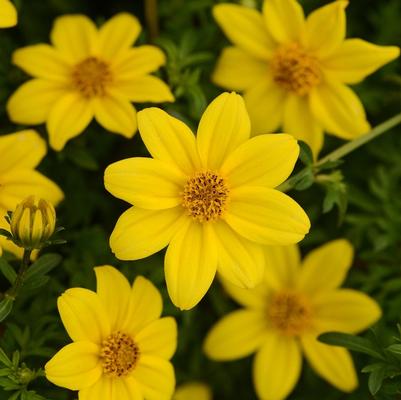 Bidens ferulifolia Namid™ Compact Yellow