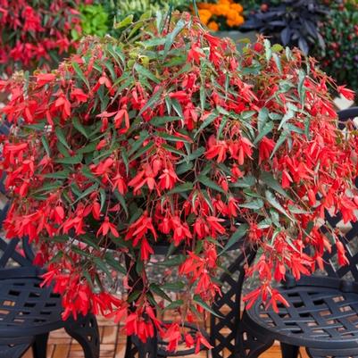 Begonia boliviensis Bossa Nova® Red