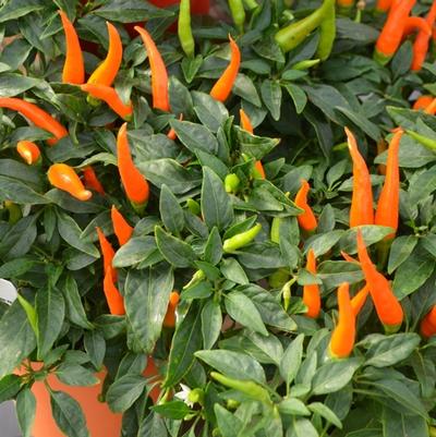 Capsicum annuum Santos Orange