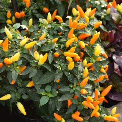 Capsicum annuum Sedona Sun