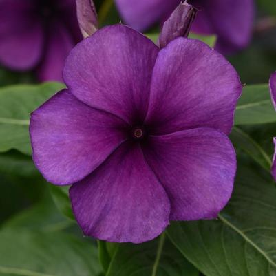 Catharanthus roseus Tattoo™ Blueberry