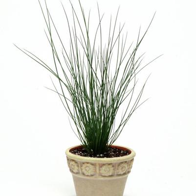 Juncus tenuis Blue Dart