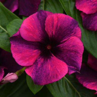 Catharanthus roseus Tattoo™ Black Cherry