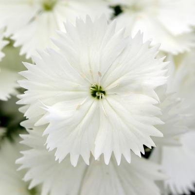 Dianthus Floral Lace™ White