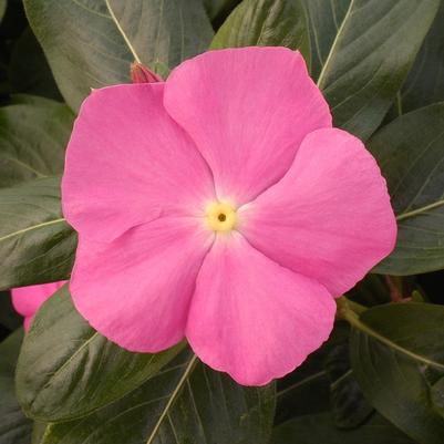 Catharanthus roseus Vitesse Pink