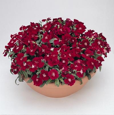 Dianthus Floral Lace™ Crimson