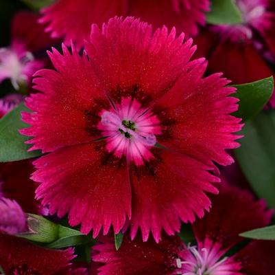 Dianthus Floral Lace™ Purple Improved