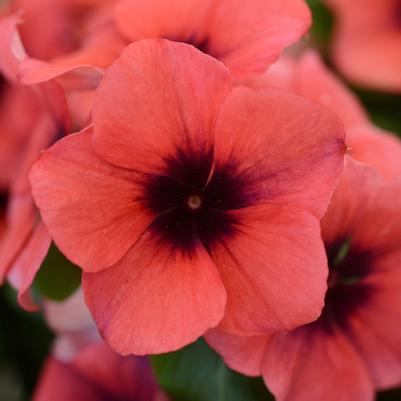 Catharanthus roseus Tattoo™ Papaya