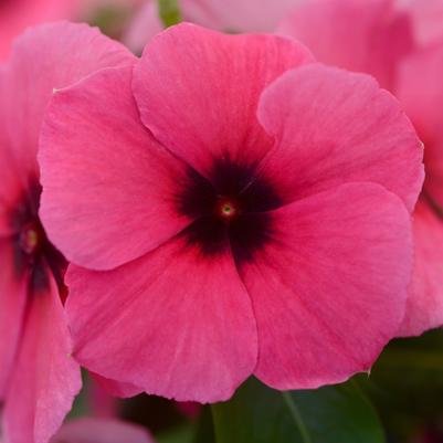 Catharanthus roseus Tattoo™ Raspberry