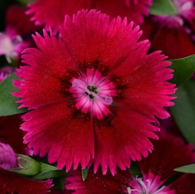 Dianthus Floral Lace™ Lilac