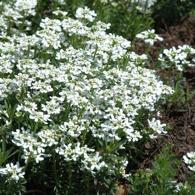 Iberis sempervirens Snowflake