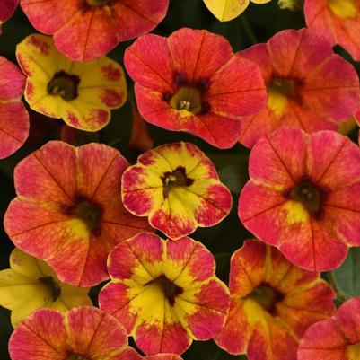 Calibrachoa Cabaret® Diva Orange