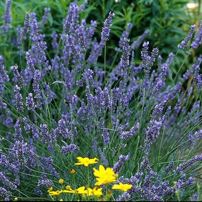 Lavandula x intermedia Grosso