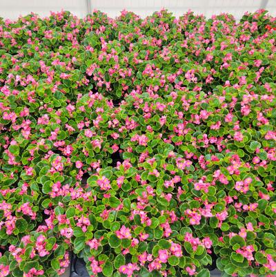 Begonia semperflorens Ambassador Pink