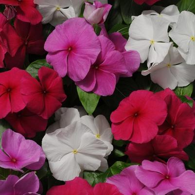 Catharanthus roseus Pacifica XP Mystic Mix