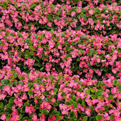 Begonia semperflorens Ambassador Rose