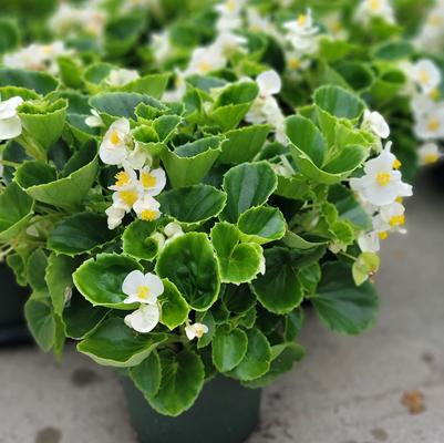 Begonia semperflorens Ambassador White