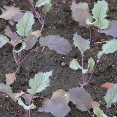 Brassica oleracea Kolibri