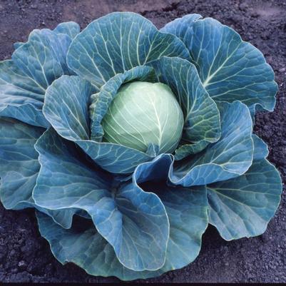 Brassica Stonehead F1